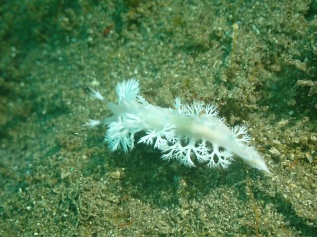 みんなあちこちでダイビング