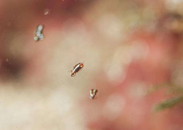 みんなあちこちでダイビング