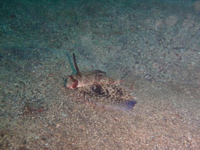 みんなあちこちでダイビング