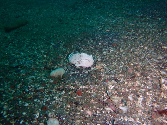 みんなあちこちでダイビング