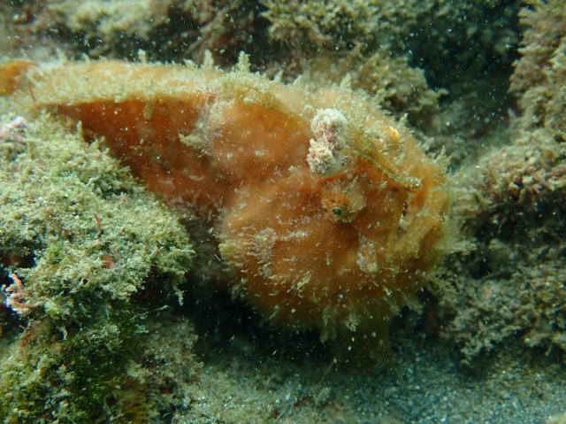 みんなあちこちでダイビング