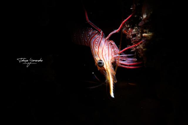 今日もみんなあちこちで活躍中！