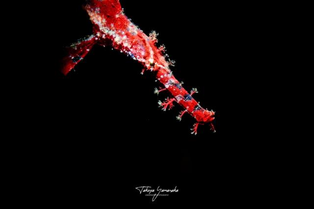 今日もみんなあちこちで活躍中！