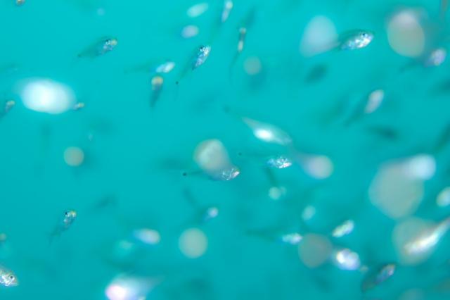 今日もみんなあちこちで活躍中！