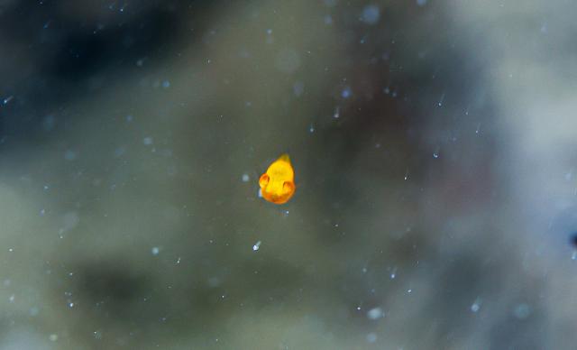 記念ダイビング！！！