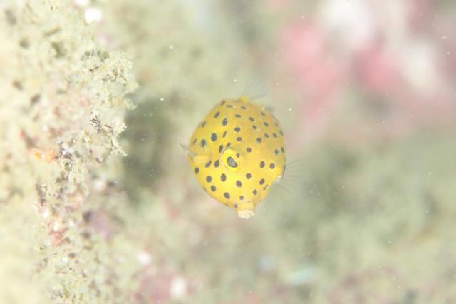 記念ダイビング！！！