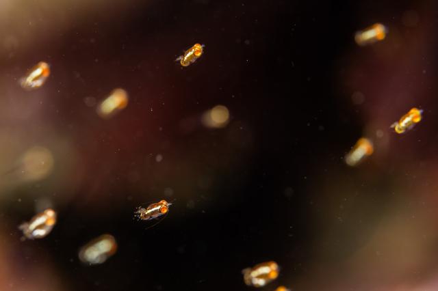 記念ダイビング！！！