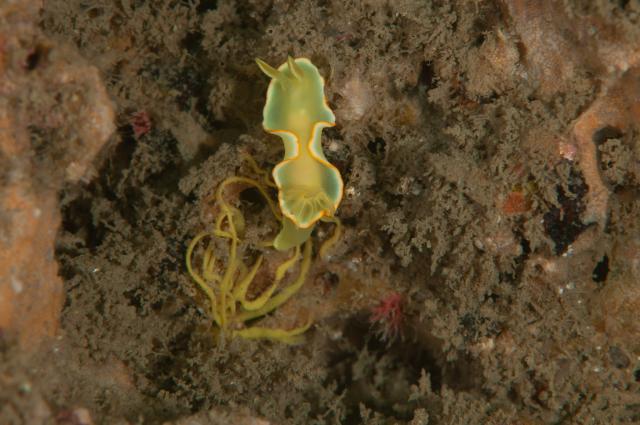 記念ダイビング！！！