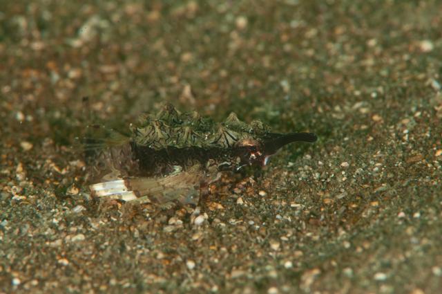 記念ダイビング！！！