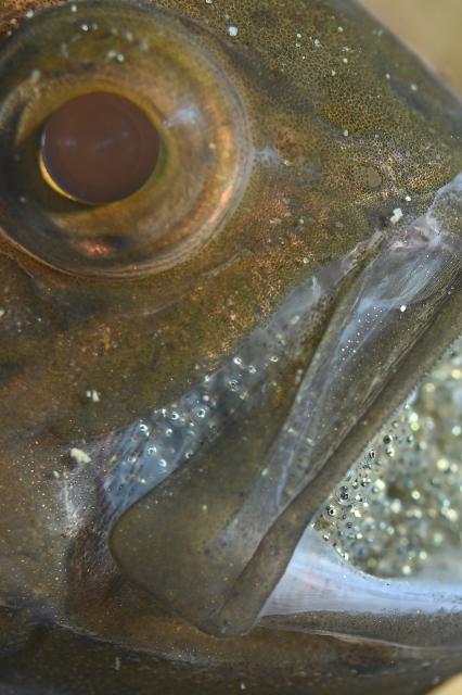 ファンダイビング、OW講習、シュノーケル、体験ダイビング！フルコースでした！