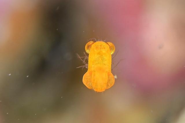 ファンダイビング、OW講習、シュノーケル、体験ダイビング！フルコースでした！