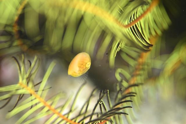 ファンダイビング、OW講習、シュノーケル、体験ダイビング！フルコースでした！