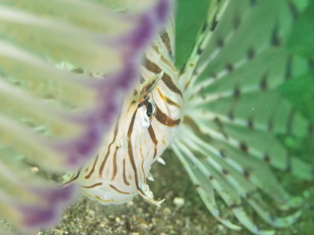 中村征夫さん＆卓哉さんイベント開催！