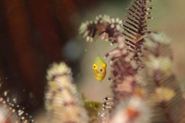 中村征夫さん＆卓哉さんイベント開催！