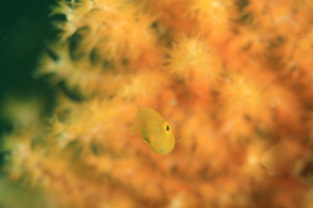 中村征夫さん＆卓哉さんイベント開催！