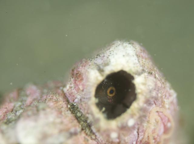 季節のお魚続々