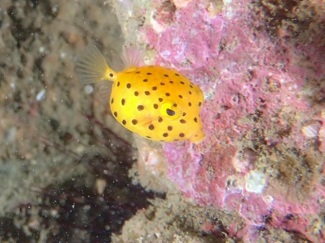 なんでこの透明度！？