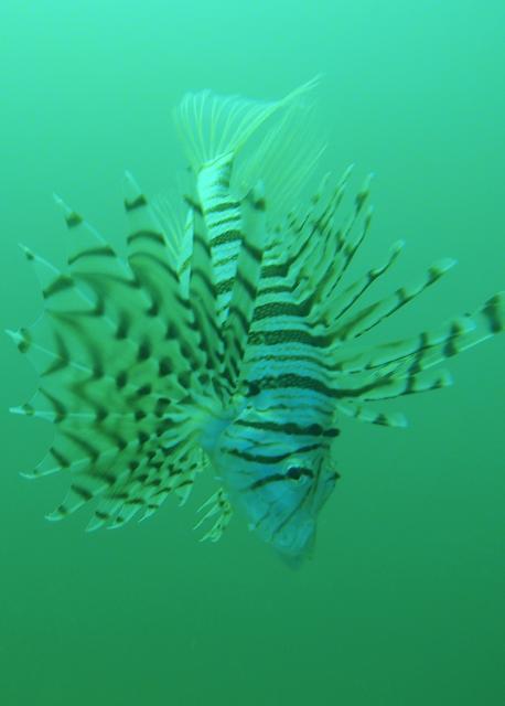 吉瀬さん１００本おめでとう！！ダイビング！