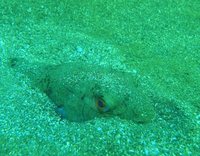 吉瀬さん１００本おめでとう！！ダイビング！