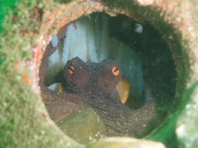 吉瀬さん１００本おめでとう！！ダイビング！