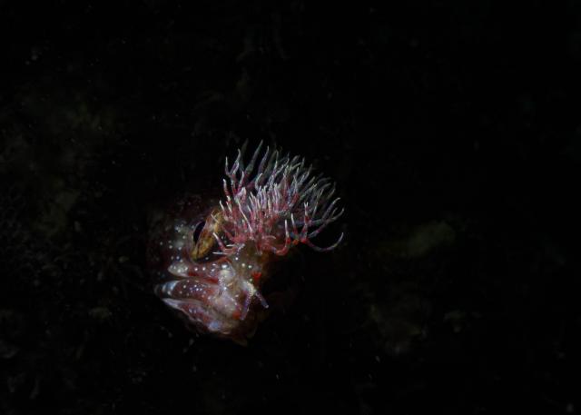 吉瀬さん１００本おめでとう！！ダイビング！