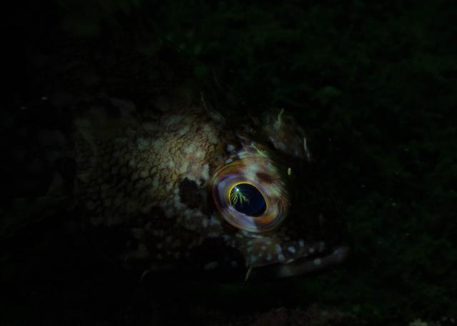 吉瀬さん１００本おめでとう！！ダイビング！