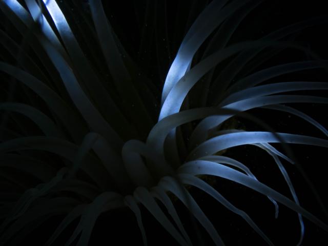 吉瀬さん１００本おめでとう！！ダイビング！