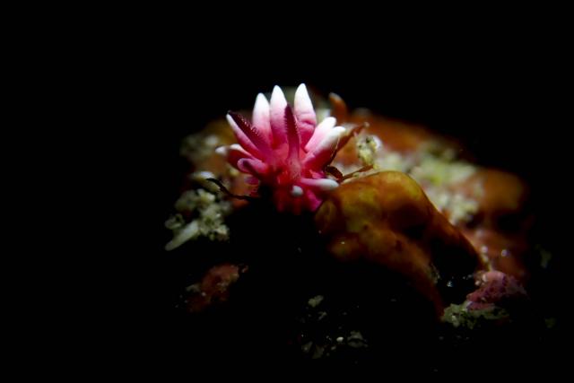 吉瀬さん１００本おめでとう！！ダイビング！