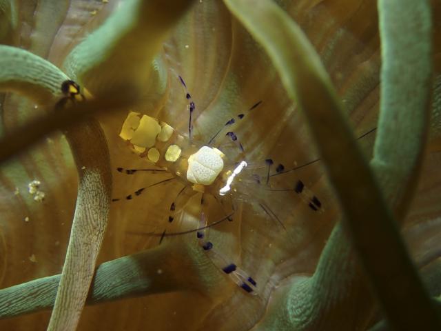 吉瀬さん１００本おめでとう！！ダイビング！