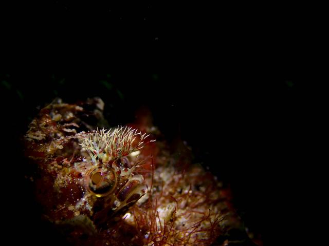 吉瀬さん１００本おめでとう！！ダイビング！