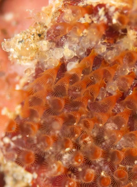 寿美恵！久しぶりのフォト派ダイビング