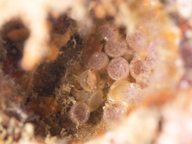 寿美恵！久しぶりのフォト派ダイビング