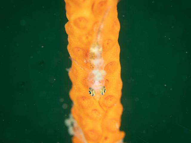 寿美恵！久しぶりのフォト派ダイビング