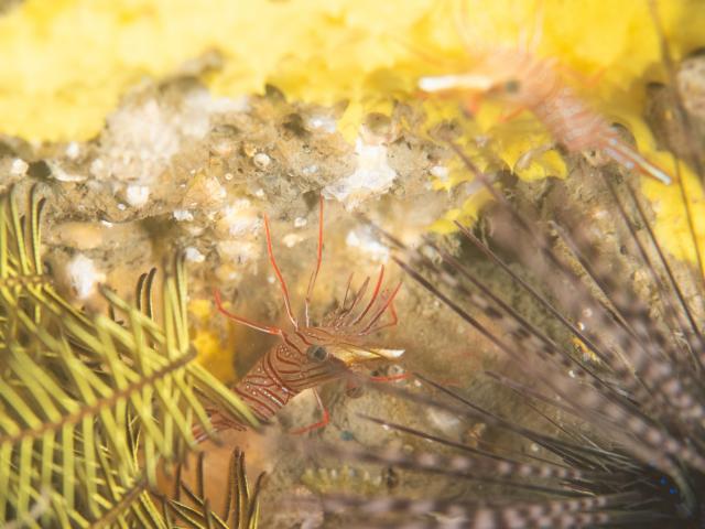 寿美恵！久しぶりのフォト派ダイビング