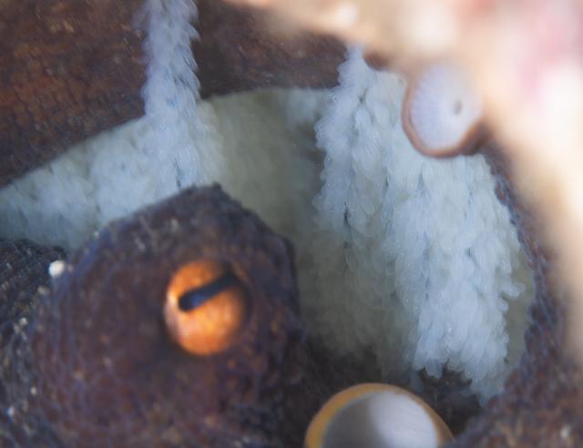 寿美恵！久しぶりのフォト派ダイビング