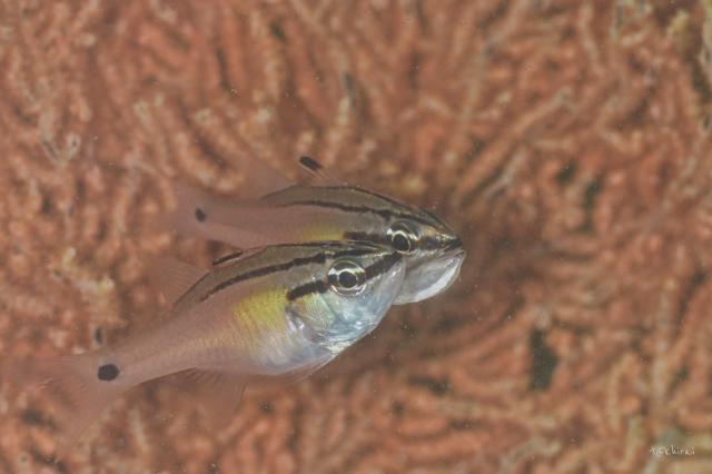 寿美恵！久しぶりのフォト派ダイビング