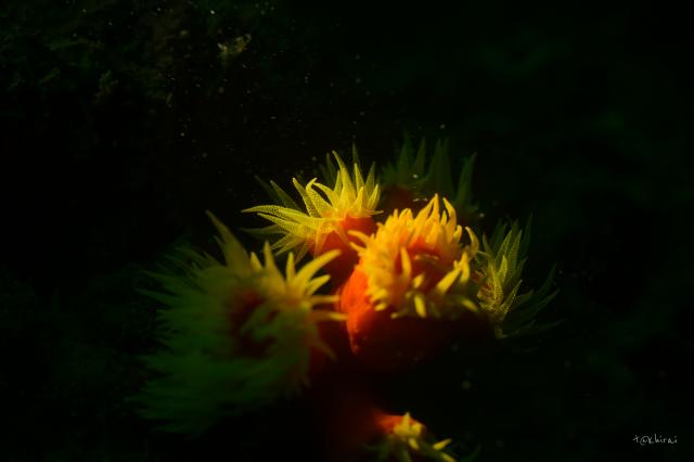 寿美恵！久しぶりのフォト派ダイビング