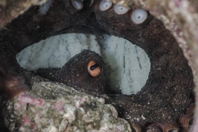 寿美恵！久しぶりのフォト派ダイビング