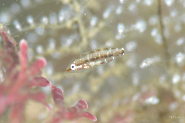 寿美恵！久しぶりのフォト派ダイビング