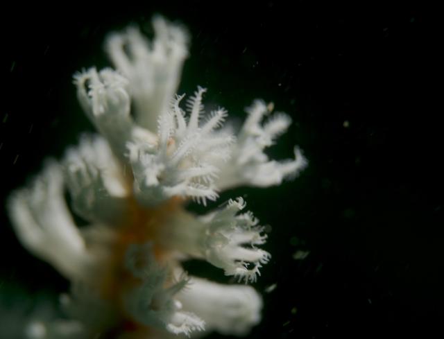 寿美恵！久しぶりのフォト派ダイビング