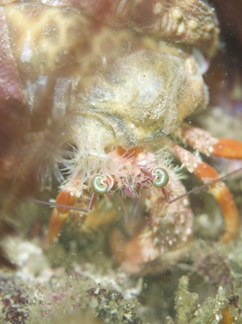 寿美恵！久しぶりのフォト派ダイビング