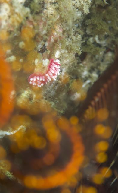 寿美恵！久しぶりのフォト派ダイビング