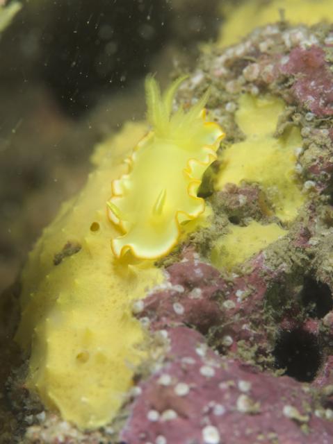 寿美恵！久しぶりのフォト派ダイビング