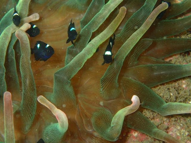 ミツボシ今年もたくさん