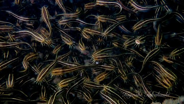 ミツボシ今年もたくさん