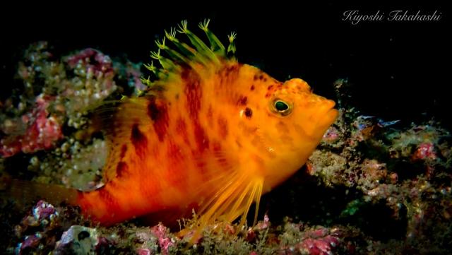 ミツボシ今年もたくさん
