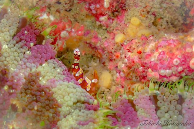 ミツボシ今年もたくさん