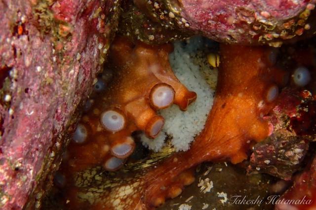 ミツボシ今年もたくさん