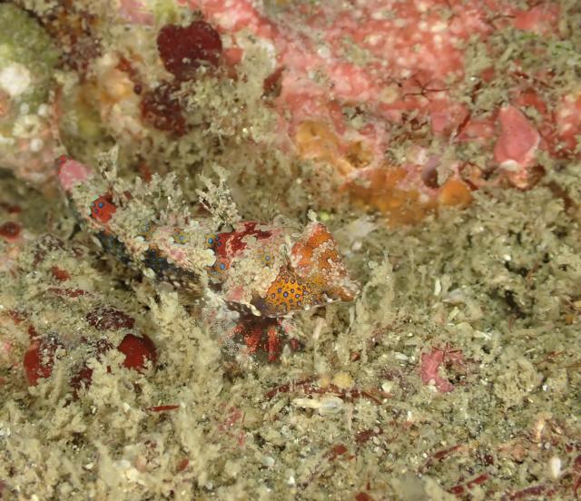 季節来遊魚増えてきました