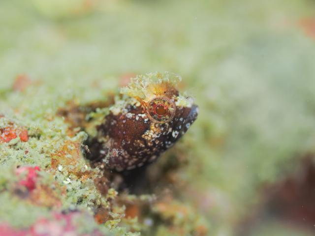 季節来遊魚増えてきました